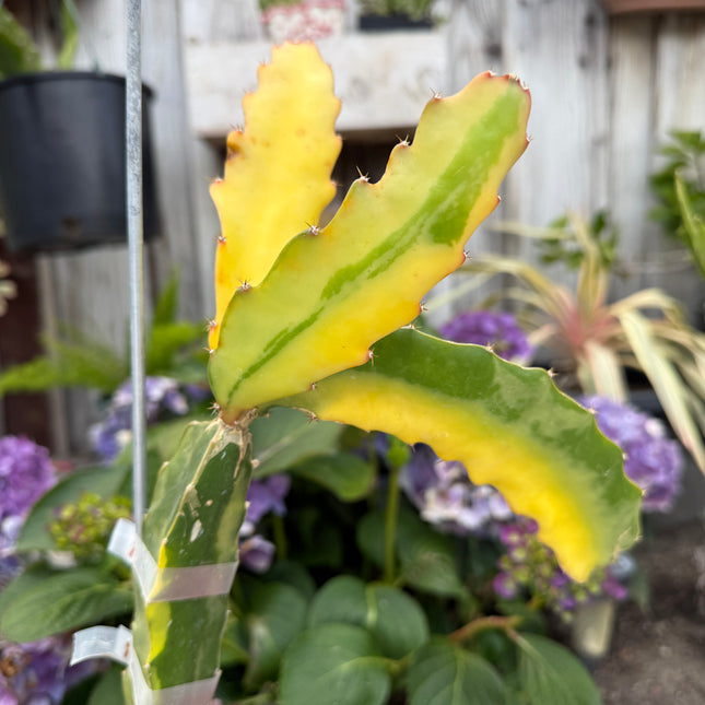 Worth Variegated Dragon Fruit rooted plant