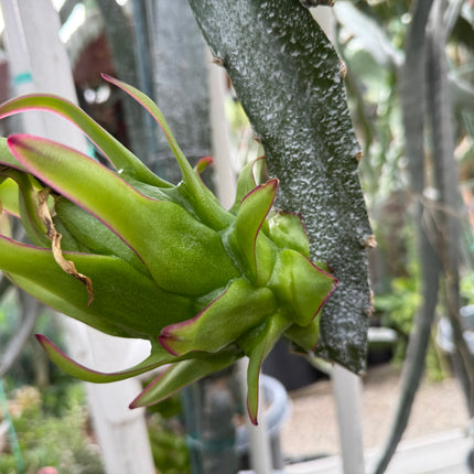 Venus dragon fruit live cuttings