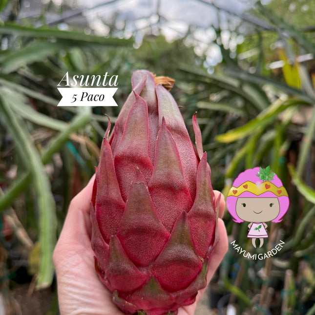 Asunta 5 Paco Dragon Fruit rooted plant (24” Tall)