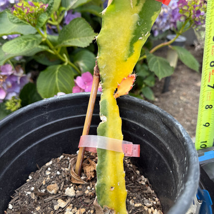 Worth Variegated Dragon Fruit rooted plant