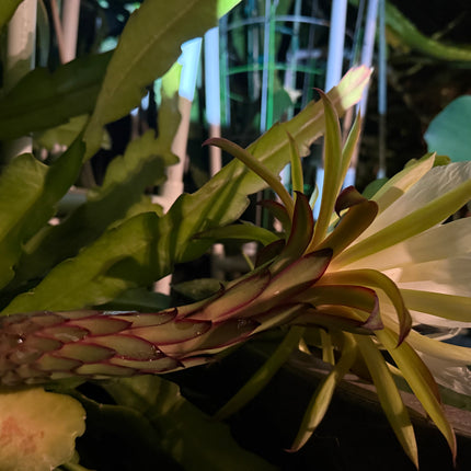 Red Ocamponis Dragon Fruit Cutting