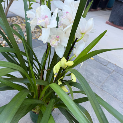 White Cymbidium Orchid