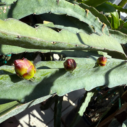 Bruni Dragon Fruit live cuttings 12"