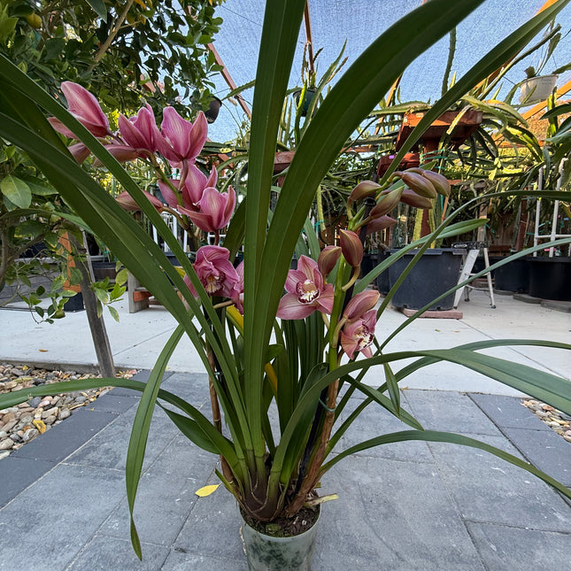 Hybrid 12 Red Cymbidium Orchid (boat orchid) live plant