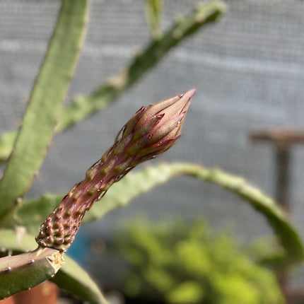 Black Dragon and Black Afrikanis dragon fruit live cutting 12”
