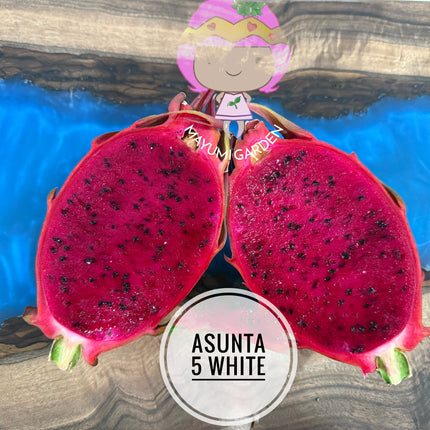 Asunta 5 White