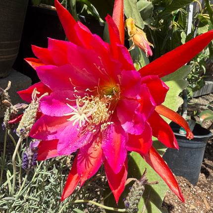 Epiphyllum Stern Von Erlau live cutting