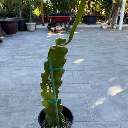 Concord Cream Grafted Plant