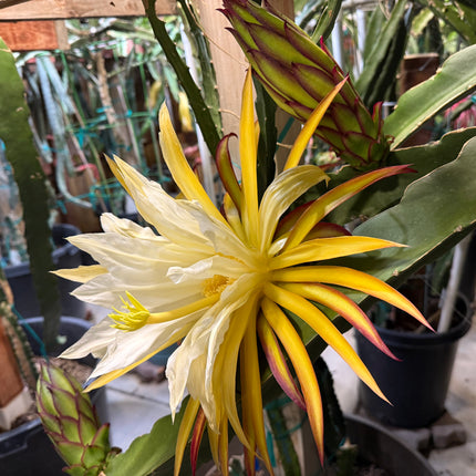 Asunta 5 Starburst Official dragon fruit live cutting (12”)