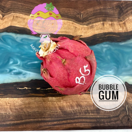 Bubble Gum