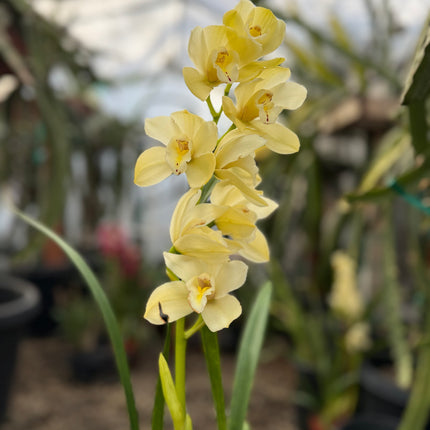 Cymbidium Foxfire Mini Pharaoh 'Malcome' cross hybrid live plant
