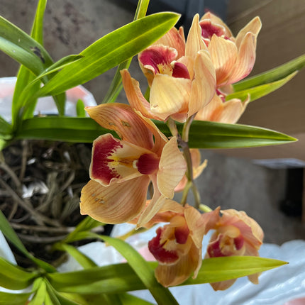 Cymbidium Foxfire Amber ‘Dural’ (Orange Boat Orchid) live plant