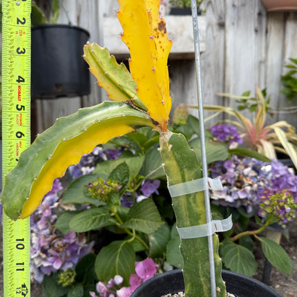 Worth Variegated Dragon Fruit rooted plant