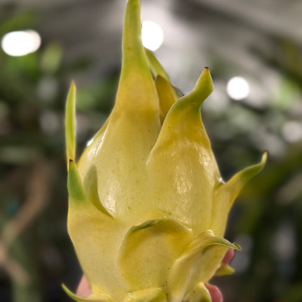 ISIS  Gold / Australian Gold dragon fruit cutting (12" or longer)