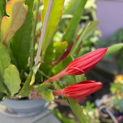 Circus Circus Epiphyllum live cuttings