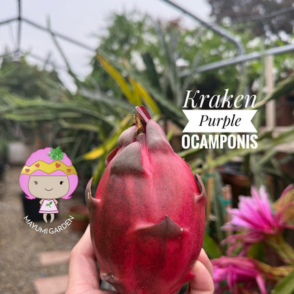Kraken (Erongka- Purple Ocamponis) dragon fruit live cuttings 12”