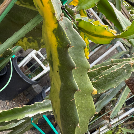 Rare Variegated Undatus Dragon Fruit