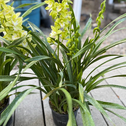 Cymbidium Orchid Sarah Jean "Jennifer" (Miniature Boat Orchid Lime Green) live plant