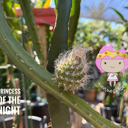 Tricia,Desert King, Frankie Red, Amelie, Riona, Celeste, Asunta 6, Asunta 7, Ohana Express, QD, Pixie Sky, Connie Mayer ... cuttings