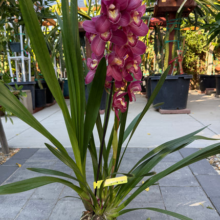 Cymbidium Burgundy (Boat Orchid)