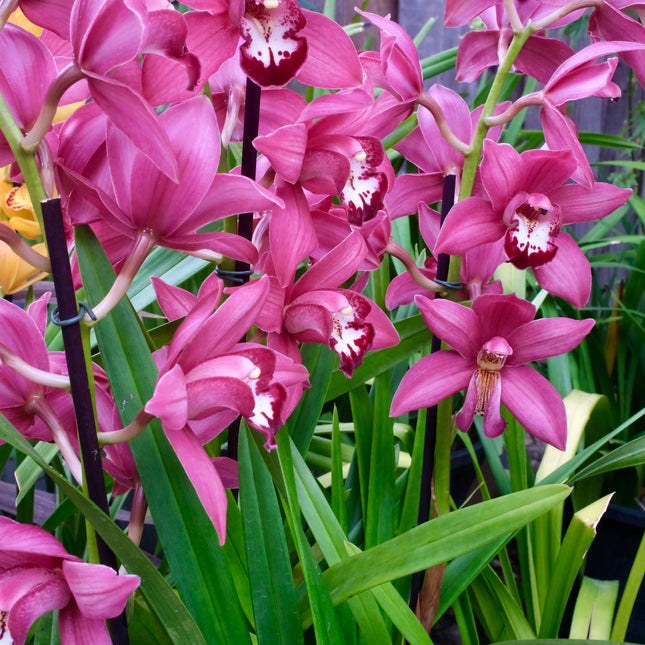 Cymbidium Barrita Twinkle "Nice dark pink"  (boat orchid) live plant