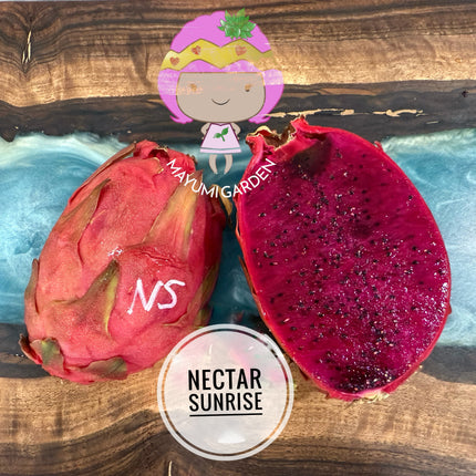 Nectar Sunrise