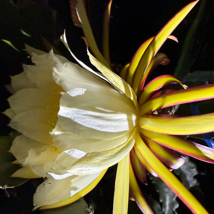 Wild Ocamponis