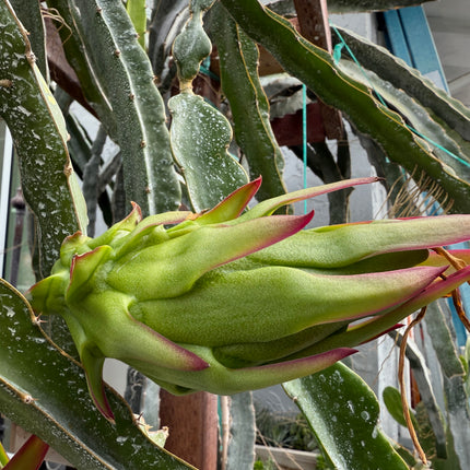 Ocamponis cristal dragon fruit live cutting (12")