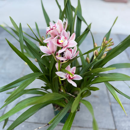 Cymbidium Romantic Sakura