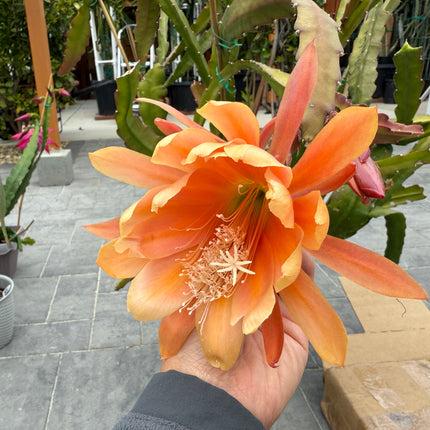 King Midas Epiphyllum live cutting