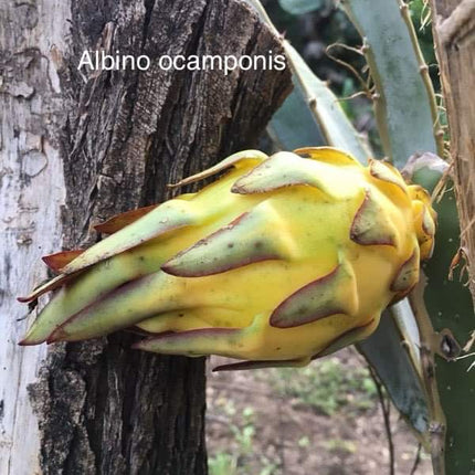 Ocamponis Grilla, Albino, Red and Purple cuttings and rooted plants