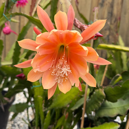 King Midas Epiphyllum live cutting
