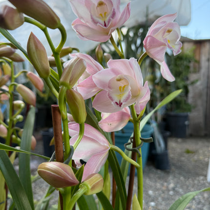 Cymbidium Orchid Blush Pink (Pink Boat Orchid) live plant