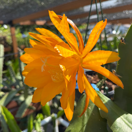 Bold Gold Epiphyllum live cutting