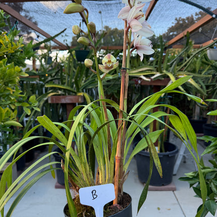 Cymbidium Sale