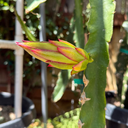 Riona Dragon Fruit live cutting (12")