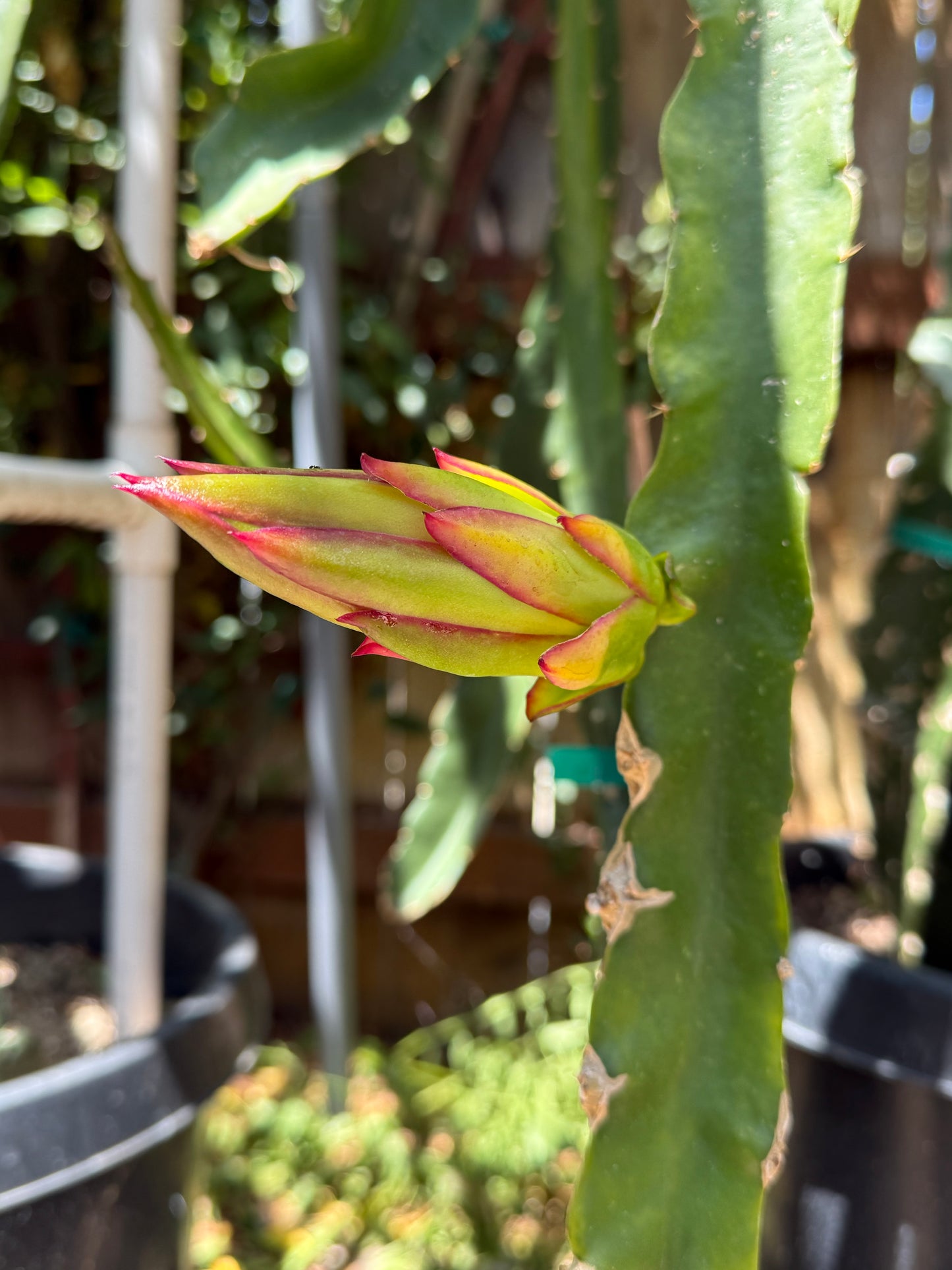 Riona Dragon Fruit live cutting (12")