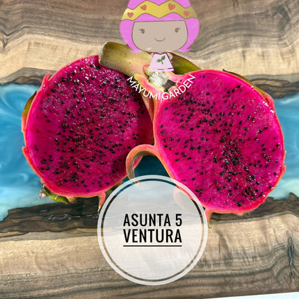 Asunta 5 Ventura