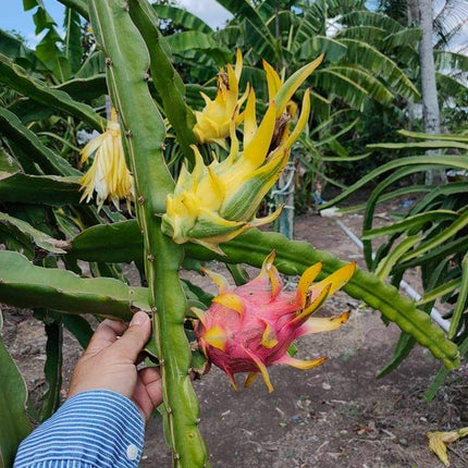Worth Variegated Dragon Fruit rooted plant