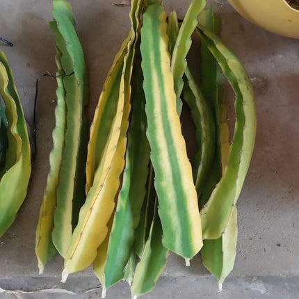 Worth Variegated Dragon Fruit rooted plant