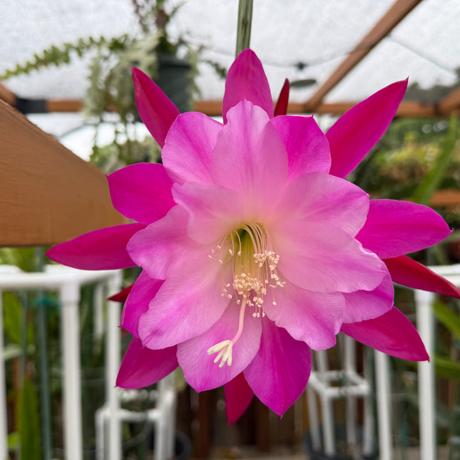 Moonlight Sonata Epiphyllum live cutting (rare)