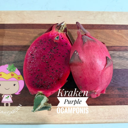 Kraken (Erongka- Purple Ocamponis) dragon fruit live cuttings 12”