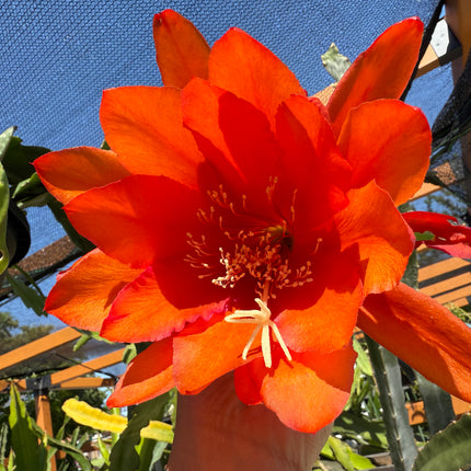 Super Duper Epiphyllum live cuttings