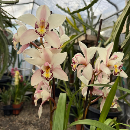 Cymbidium ‘Pink Ice’ (Pink boat orchid) live plant