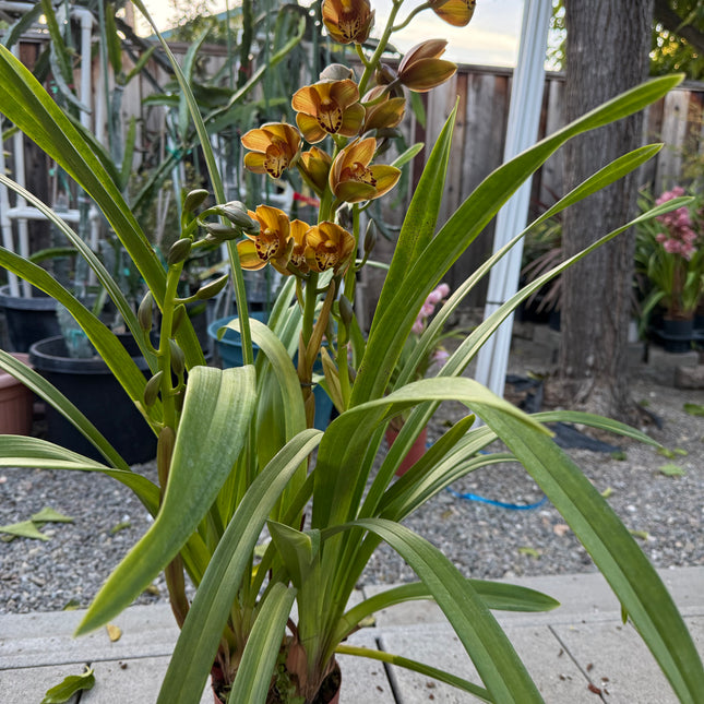 Rare Cymbidium Pedro H hybrid Orchid (boat orchid) live plant
