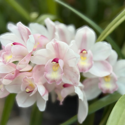 Cymbidium Barrita Sanguine “Pale Pink” live plant