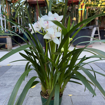 White Cymbidium Orchid