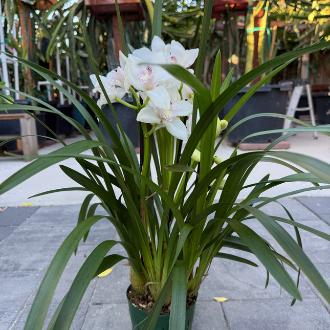 White Cymbidium Orchid