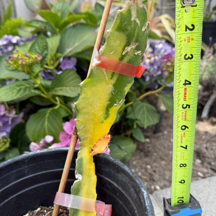 Worth Variegated Dragon Fruit rooted plant