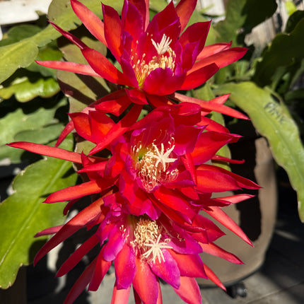 Epiphyllum Stern Von Erlau live cutting